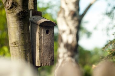 Wooden booth for birds on the tree.  clipart