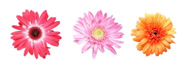 Çiçekler parlak perspektif. Çiçek kompozisyon.