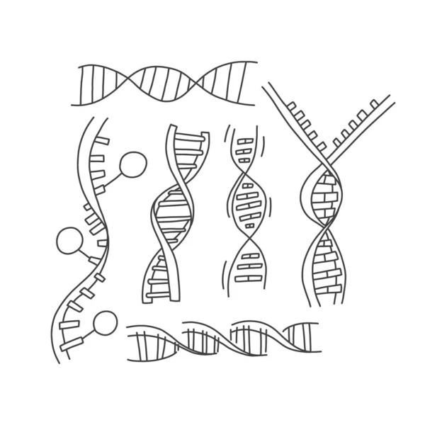 Conjunto informativo dna helix bosquejo dibujado a mano . — Vector de stock