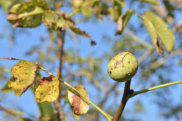 Walnut tree met rijpe walnoten in de groene dop — Stockfoto