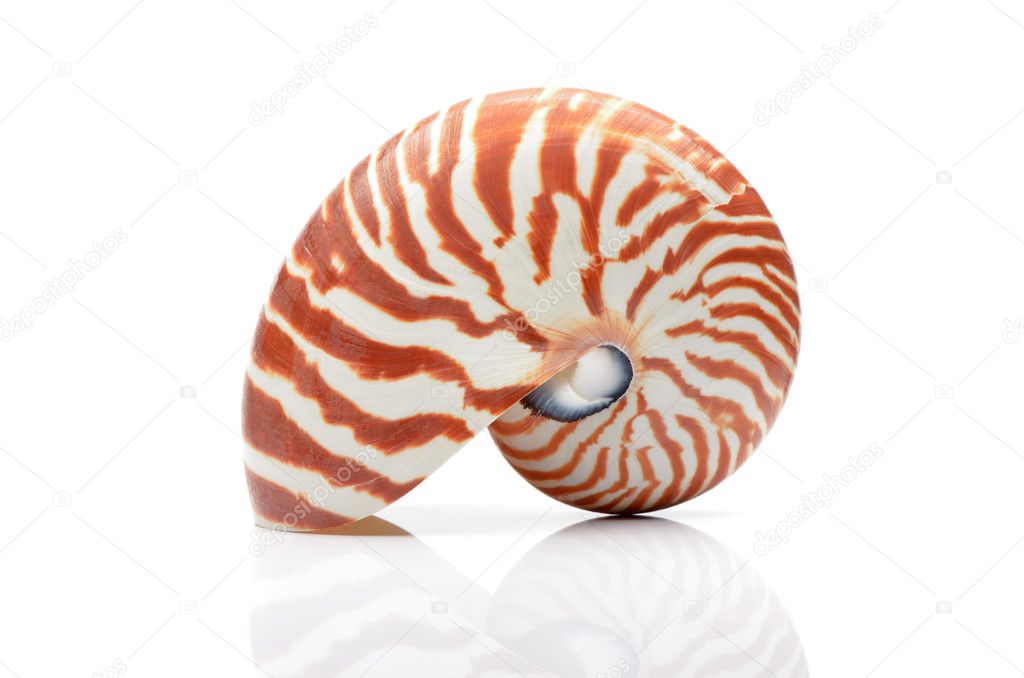 Nautilus shell isollated on white background with relfection
