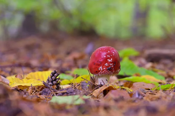 Red Amanita mushroom, poisonous organism, close up shot with forest bokeh in the background