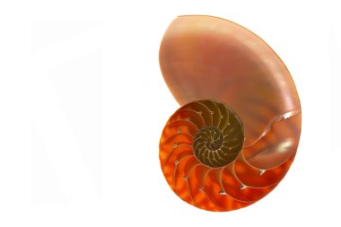 Beyaz arka plan üzerinde izole nautilus kabuğu bölümü 