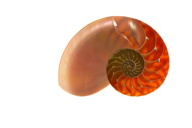 Beyaz arka plan üzerinde izole nautilus kabuğu bölümü 