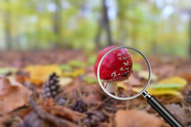 Büyüteç bulanık karşı net görüntü orman bokeh arka planda ile vurdu. Kırmızı Amanita mantar, zehirli organizma Close-Up