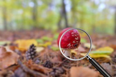 Clear image in magnifying glass against blurry shot with forest bokeh in the background. Close-up of Red Amanita mushroom, poisonous organism clipart