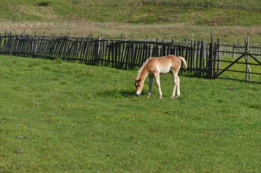 Küçük çiçekli yeşil çim sahada Tay ve arka planda çit