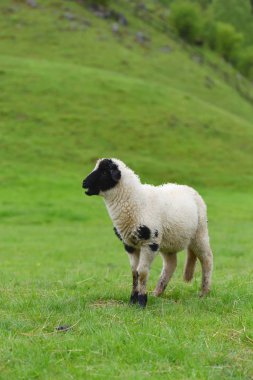 Küçük beyaz siyah yün kuzu izole, yeşil alan ile yağmurda ıslak
