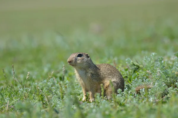 かわいいヨーロッパ地上リス、リス (Spermophilus citellus、説明すると Ziesel) フィールドの上に座って — ストック写真