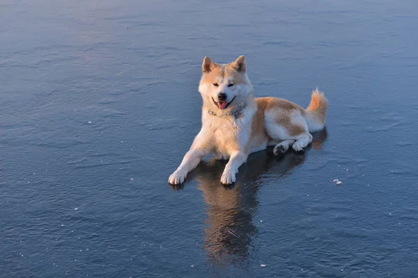 Akita Inu pies siedzi na zamarzniętym jeziorze w sezonie zimowym o zachodzie słońca — Zdjęcie stockowe