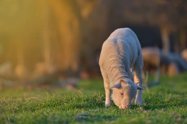 Little newborn lamb in springtime grazing on a green meadow in sunset light — Stock Photo, Image