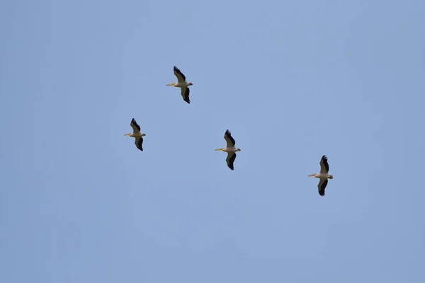 Flock of pink pelicans fly over a clear blue sky. Spring migrati