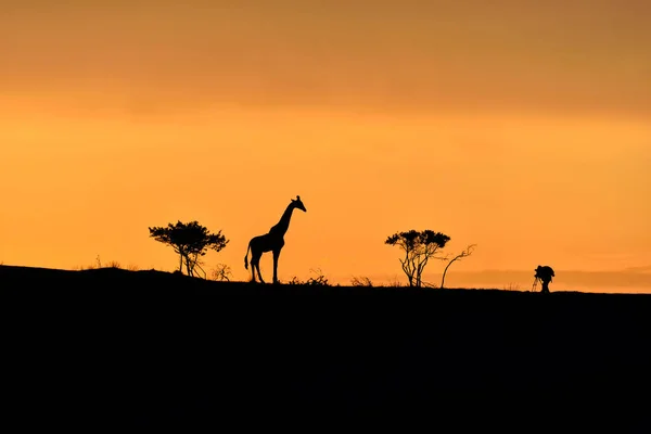 Árboles, jirafa y silueta de fotógrafo masculino en una colina al amanecer —  Fotos de Stock