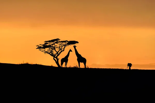 Árbol, jirafas y silueta de fotógrafo masculino en una colina al amanecer — Foto de Stock