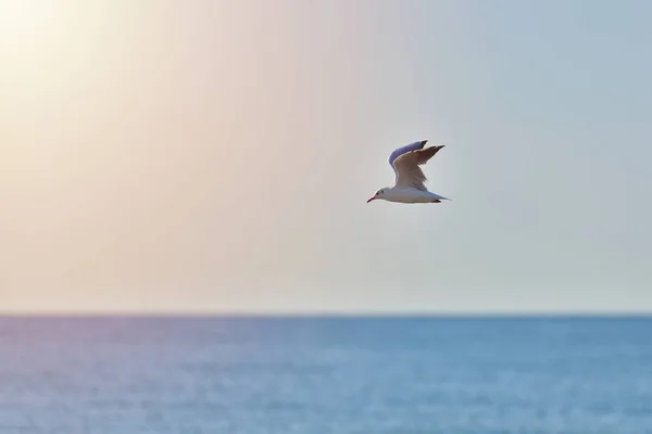 Seagull flying over the sea, wild life at sunrise