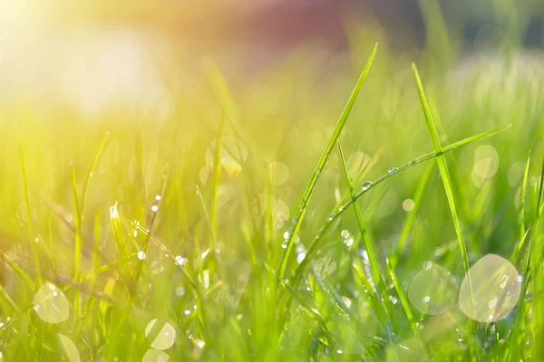 Структура трави. Свіжа зелена весняна трава з краплями роси фон, крупним планом. Сонце. М'який фокус. Анотація Природа весна Тло, весна. Концепція середовища, газон, лугова трава — стокове фото