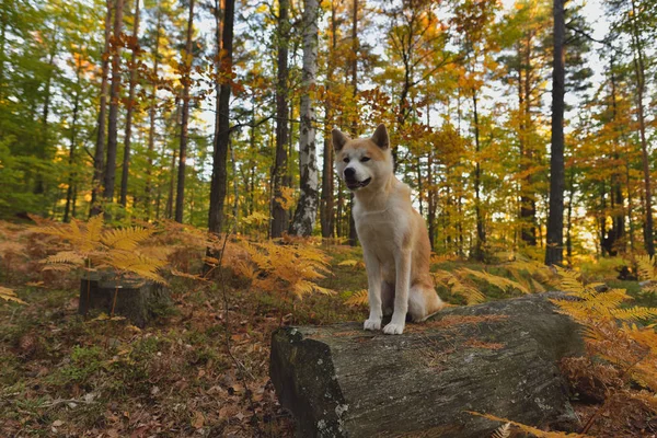 Cão japonês engraçado Akita Inu cachorro na floresta de outono — Fotografia de Stock