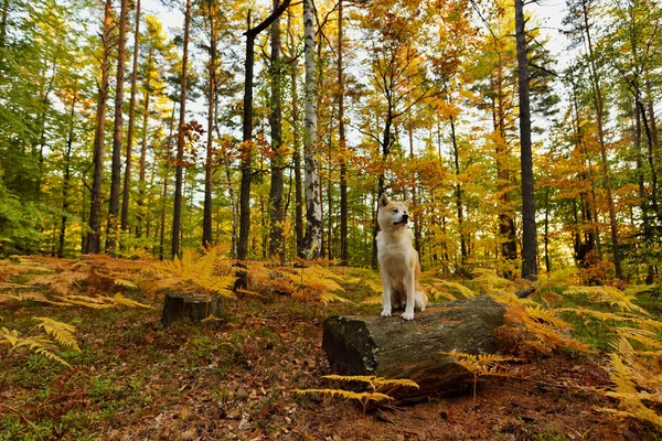 Divertido perro japonés Akita Inu cachorro en el bosque de otoño —  Fotos de Stock