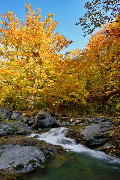 Φθινόπωρο δάσος καταρράκτη και creek με κίτρινα δέντρα φύλλωμα και τους βράχους σε δάσος στο βουνό — Φωτογραφία Αρχείου