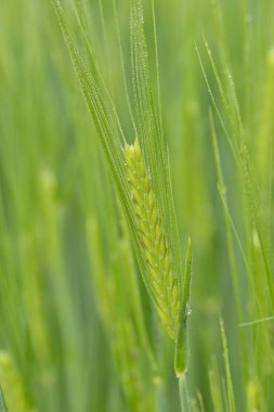 Yağmurlu bir günde yeşil buğday alanında