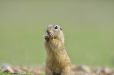 Avrupa zemin sincap ayakta çim. (Spermophilus citellus) Doğadan yaban hayatı sahne. Çayır üzerinde zemin sincap
