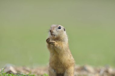 Avrupa zemin sincap ayakta çim. (Spermophilus citellus) Doğadan yaban hayatı sahne. Çayır üzerinde zemin sincap