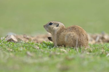 Avrupa zemin sincap ayakta çim. (Spermophilus citellus)