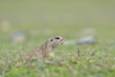 Avrupa zemin sincap ayakta çim. (Spermophilus citellus)