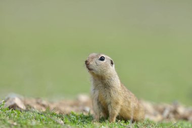 Avrupa zemin sincap ayakta çim. (Spermophilus citellus)