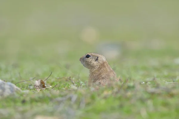 Ardilla de tierra europea de pie en el césped. (Spermophilus citellus ) —  Fotos de Stock