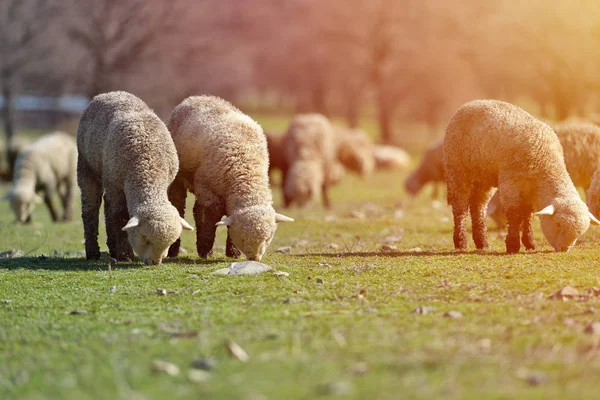 Flock of sheep grazing on beautiful mountain meadow — Stock Photo, Image
