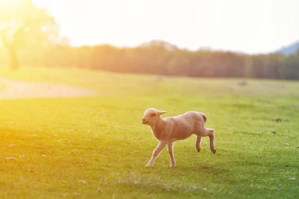 Glückliches kleines Lamm läuft und springt im Sonnenaufgang warmes Licht auf der schönen Wiese — Stockfoto