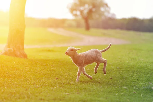 Feliz corderito corriendo y saltando en la salida del sol luz cálida en el hermoso prado —  Fotos de Stock