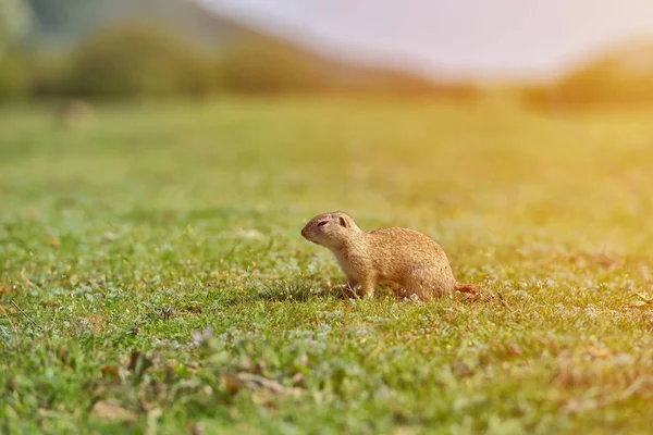 Λαγόγυρος στέκεται στο γρασίδι. (Spermophilus citellus) Σκηνή άγριας φύσης από τη φύση. Σκίουρος έδαφος στο Λιβάδι — Φωτογραφία Αρχείου