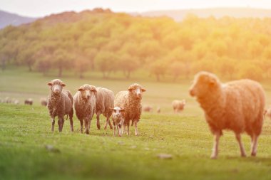 Gün batımı solucan ışık güzel dağ çayır üzerinde otlatma koyun sürüsü