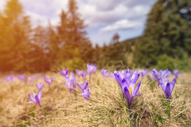 Purple blossoms of crocuses (Colchicum autumnale) on a mountain meadow in the sunshine clipart