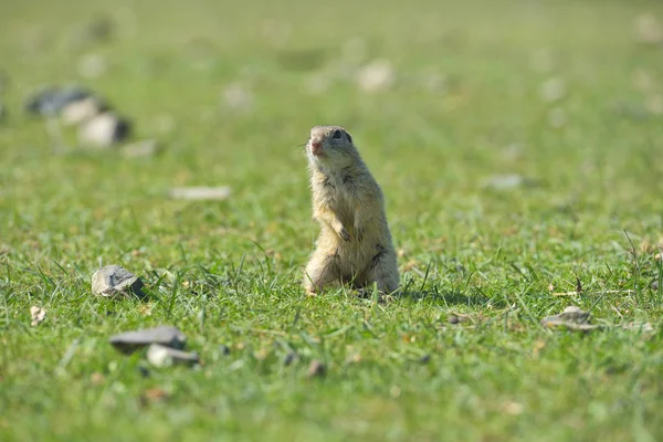 Esquilo de terra europeu em pé na grama. (Spermophilus citellus) Cena de vida selvagem da natureza. Esquilo terrestre no prado — Fotografia de Stock
