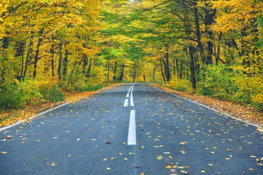 Sarı sonbahar ormanlarında yol daralıyor, yolda yapraklar dökülüyor.