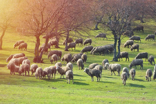 Flock Sheep Fresh Spring Green Meadow Sunrise — Stock Photo, Image
