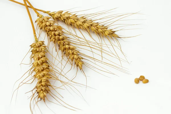 Oreilles et graines d'orge isolées sur fond blanc — Photo