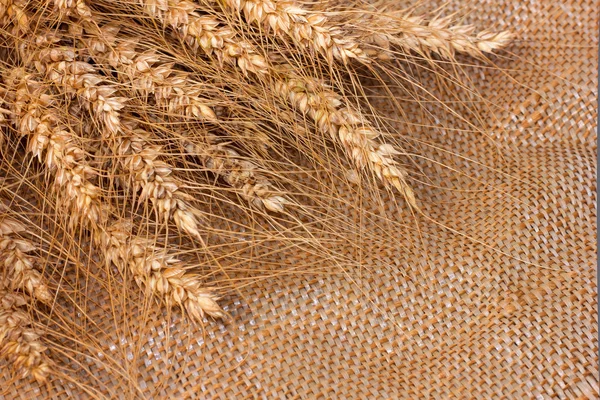 Orelhas de cevada douradas em um tecido de saco — Fotografia de Stock