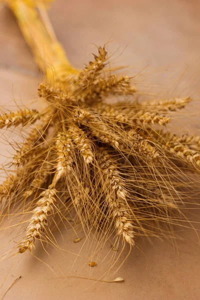 Stalks of golden wheat grains tied up — Stock Photo, Image