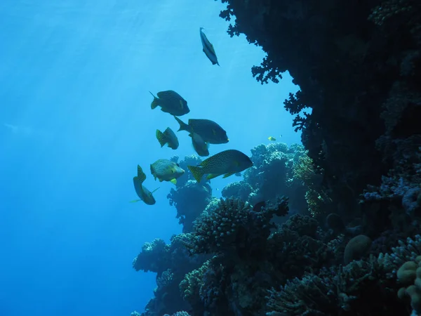 Red Sea'deki/daki sualtı manzara