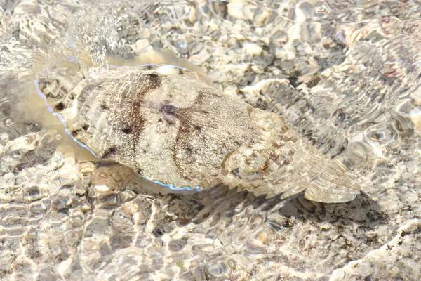 Cuttle sığ suda