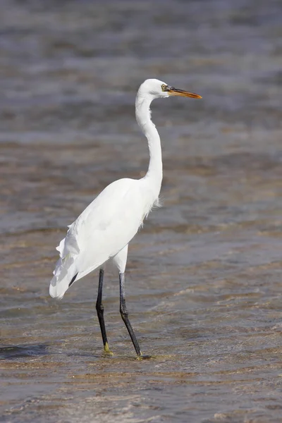 Büyük ak balıkçıl (Ardea alba) ayakta shoaliness
