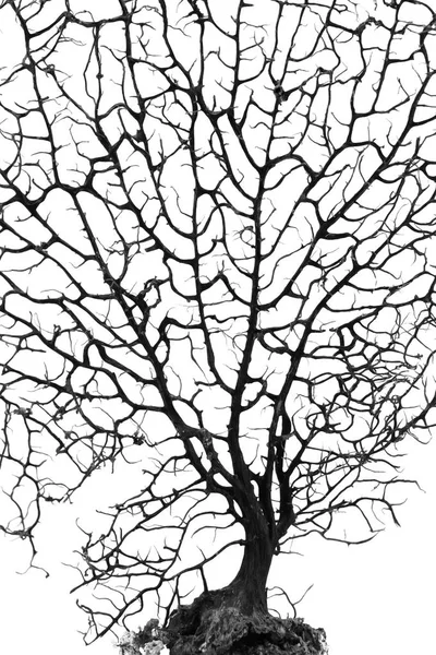 Ölü bonsai ağacı beyaz silüeti