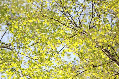 Ağaç üstündeki yeşil yeşillik