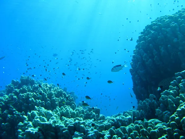 Red Sea'deki/daki sualtı manzara