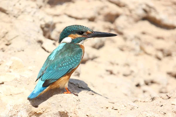 Bir taş üzerine oturan kingfisher