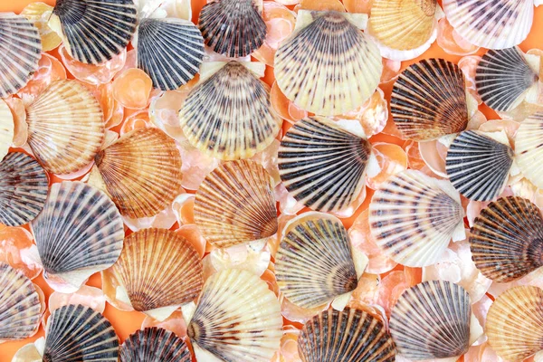 Arka plan ile renkli deniz kabukları